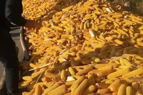图片[5]-登海682玉米种特征特性(登海682玉米种特性有哪些)-会东网