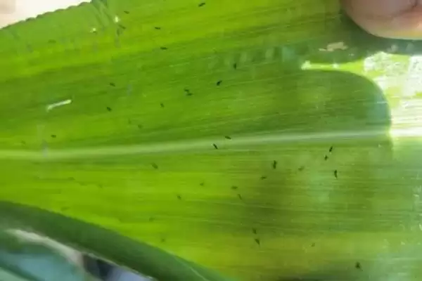 图片[3]-防治飞虱和蓟马注意事项(防治飞虱蓟马要注意些什么)-会东网