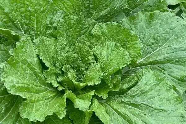 图片[5]-8月底种秋菠菜等蔬菜(8月底适合种植秋菠菜等蔬菜的原因及方法)-会东网