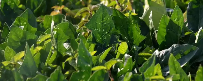 8月底种秋菠菜等蔬菜(8月底适合种植秋菠菜等蔬菜的原因及方法)-会东网