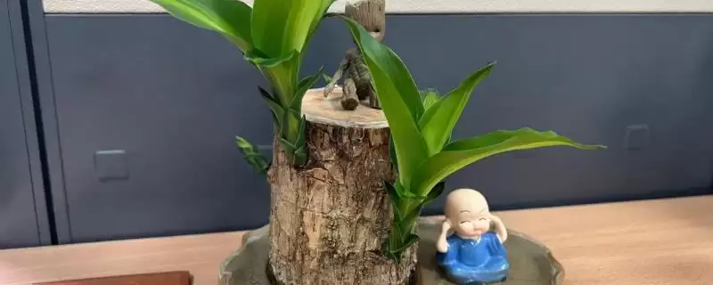 巴西木养护和繁殖要点(巴西木养护和繁殖要点及其在室内养殖中的应用)-会东网