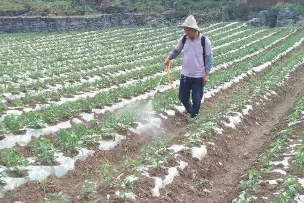 图片[4]-阿维菌素作用深度剖析(阿维菌素作用原理及害虫灭杀原理)-会东网