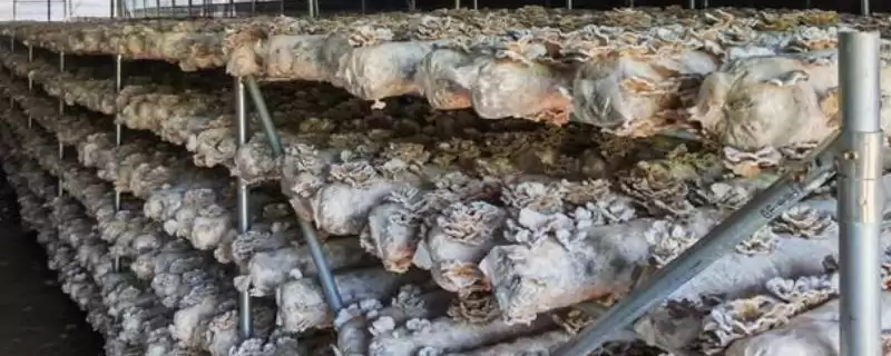 白参菌春秋栽培要点(白参菌春秋栽培要点及其在生长过程中的管理要点)-会东网