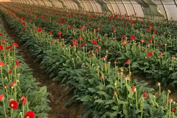 图片[2]-2023年种山药利润(2023年种山药利润可观的原因和种植要点有哪些)-会东网