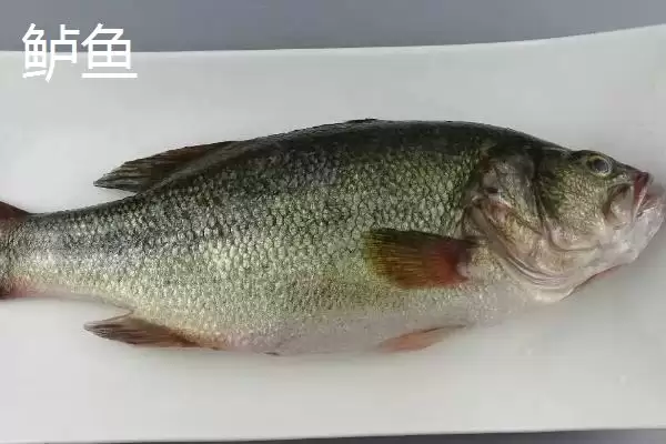 图片[3]-8号伊豆钩适钓鱼种(8号伊豆钩在实际垂钓中主要适用于哪些鱼种呢)-会东网