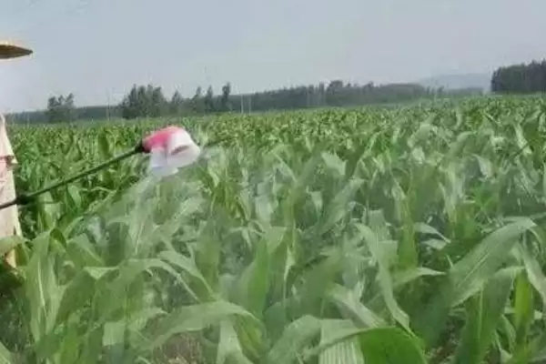 图片[4]-除掉玉米地的蜗牛可以用什么药(除玉米地蜗牛用什么药比较好呢)-会东网