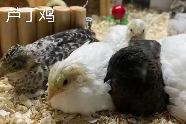 图片[3]-鹌鹑与芦丁鸡差异(鹌鹑与芦丁鸡科属等差异及其在养殖中的不同要点)-会东网
