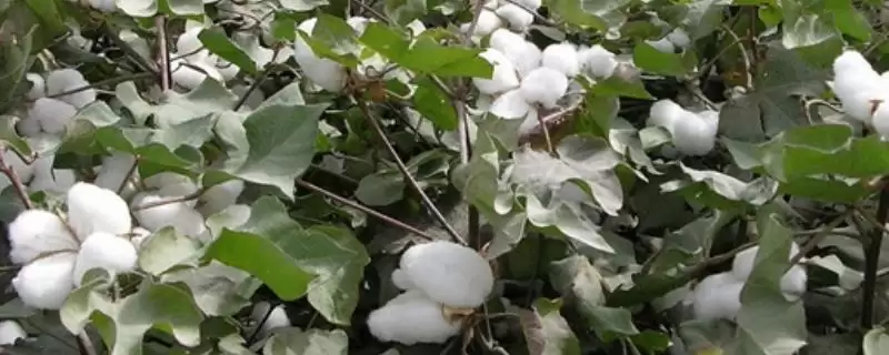 W181棉花品种防虫(W181棉花品种需及时防虫的原因和防虫有效措施)-会东网