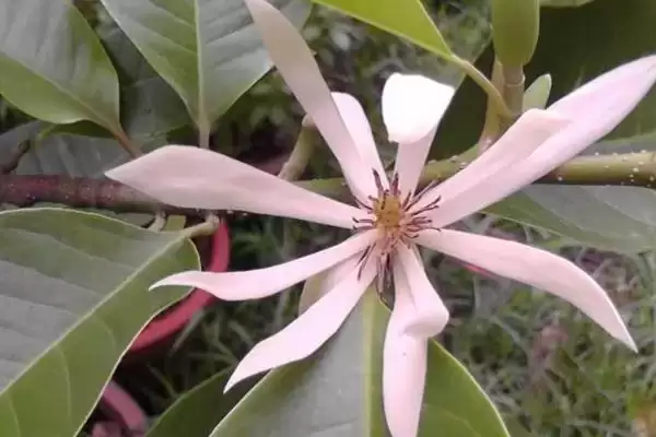 图片[6]-白兰花夏季养护的要点 (白兰花夏季防阳光直射还有什么养护重点)-会东网