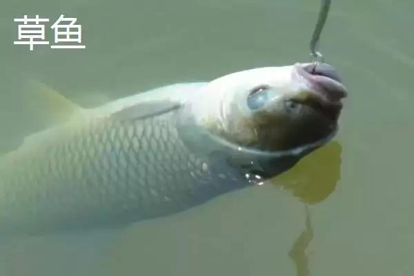 图片[3]-爆炸钩适合钓什么鱼种(爆炸钩适合垂钓哪些鱼种呢)-会东网
