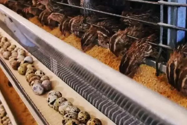 图片[5]-鹌鹑投喂青料过多问题(鹌鹑投喂青料过多会产生哪些问题及解决方法)-会东网