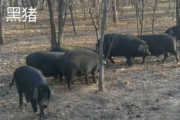 图片[3]-北方什么品种的散养猪好(北方散养哪种猪品种比较好呢)-会东网
