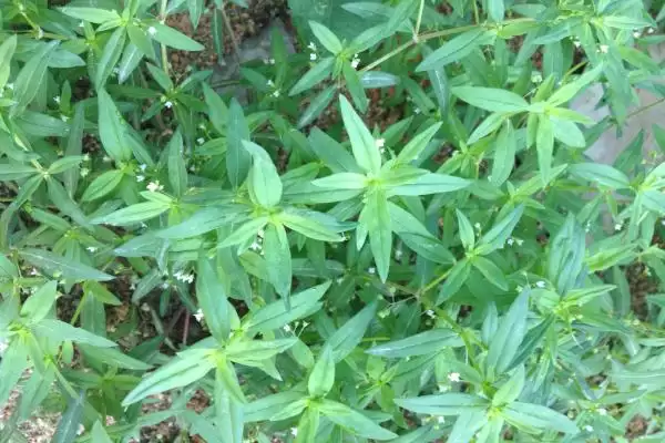 图片[5]-白花蛇舌草种植要点(白花蛇舌草种植需掌握哪些要点及其生长环境需求)-会东网