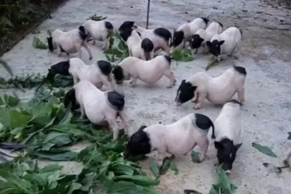 图片[4]-巴马香猪室外超20℃放牧，养殖要点有哪些-会东网