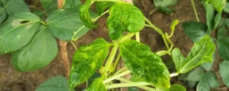 豆角叶卷曲怎么治(豆角叶卷曲该如何进行治理呢)-会东网