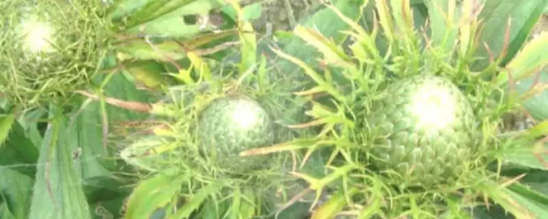 白术种子采收要点和注意事项(白术种子采收需掌握哪些要点和注意事项)-会东网