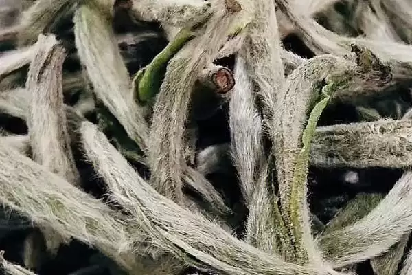 图片[5]-白茶产地特色(白茶不同产地特色及其在茶叶品质和风味上的差异)-会东网