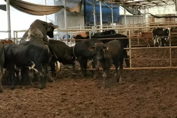 图片[3]-发酵床养牛技术缺点(发酵床养牛技术有啥缺点呢)-会东网