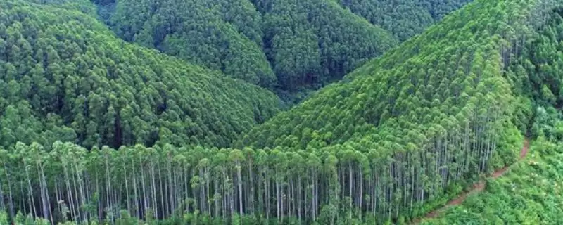 桉树种植密度原因(桉树每亩种83-111株的原因和种植规划要点)-会东网