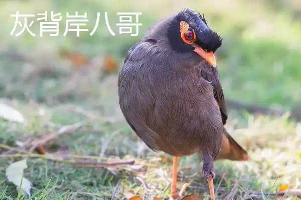 图片[5]-野生八哥保护生态意义(野生八哥保护有着怎样重要的生态意义和价值)-会东网