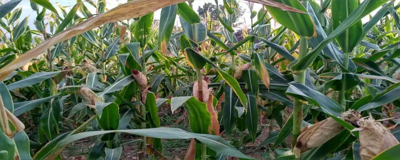 DF3862玉米品种高抗茎腐病的特性与优势分析-会东网