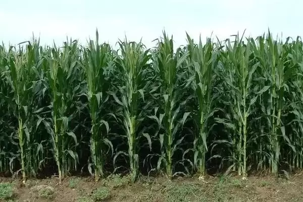 图片[2]-凤田509玉米种简介(凤田509种特性、产量、适宜种植区)-会东网