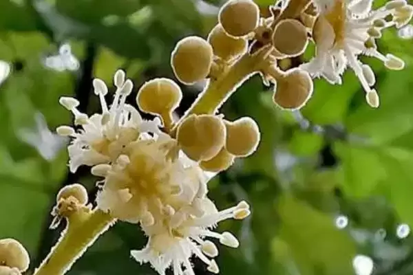 图片[5]-广东蜜源植物(广东有哪些常见蜜源植物及其花期呢)-会东网