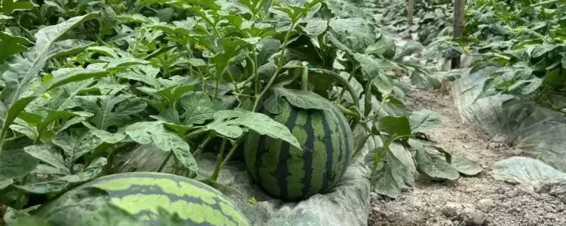 大棚种植西瓜的丰产方式(大棚种植西瓜怎样实现丰产呢)-会东网