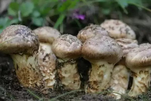 图片[8]-巴西蘑菇培育技巧(巴西蘑菇培育技巧及其在生长过程中的管理要点)-会东网