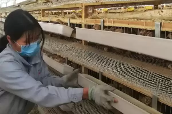 图片[5]-鹌鹑产蛋期光照与养殖技术(鹌鹑产蛋期光照如何设置及相关养殖技术要点)-会东网