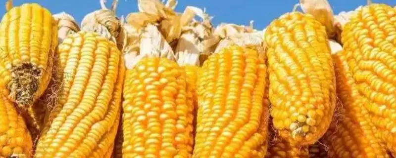 除掉玉米地的蜗牛可以用什么药(除玉米地蜗牛用什么药比较好呢)-会东网