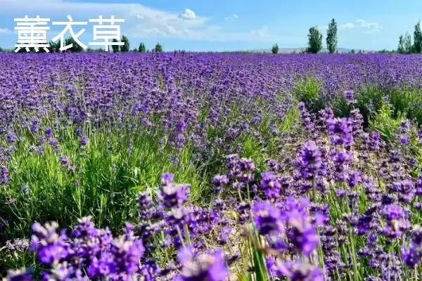 图片[4]-苍蝇的天敌(苍蝇的天敌都有哪些生物呢)-会东网