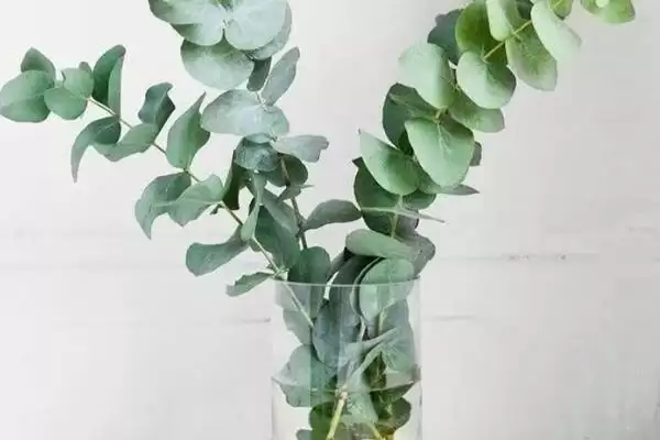图片[7]-桉树种植密度原因(桉树每亩种83-111株的原因和种植规划要点)-会东网