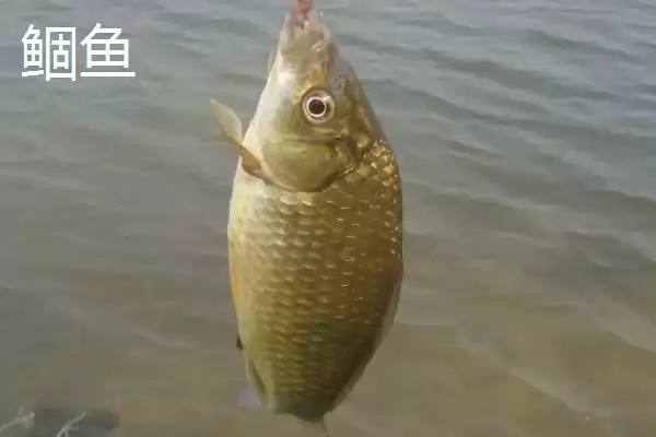 图片[6]-3号丸世钩能钓多大鱼(3号丸世钩在不同鱼情下能够钓多大的鱼呢)-会东网