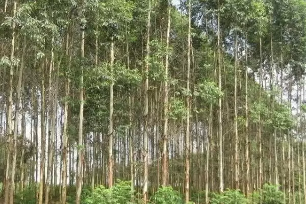 图片[2]-桉树植物揭秘，是常见经济树种的特性-会东网