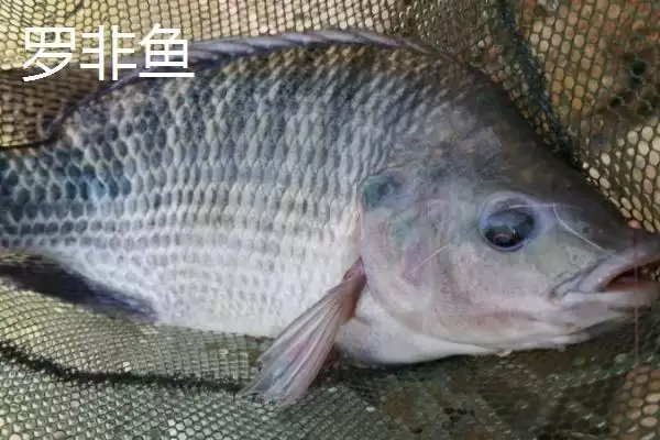 图片[5]-3号丸世钩能钓多大鱼(3号丸世钩在不同鱼情下能够钓多大的鱼呢)-会东网
