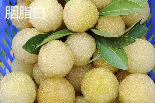 图片[3]-白杨梅品种特点(白杨梅品种具有哪些独特的特点和市场优势)-会东网