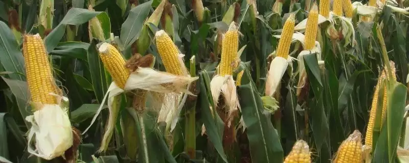 在适应区4月30日左右播种的S1126玉米品种,特性是啥?-会东网
