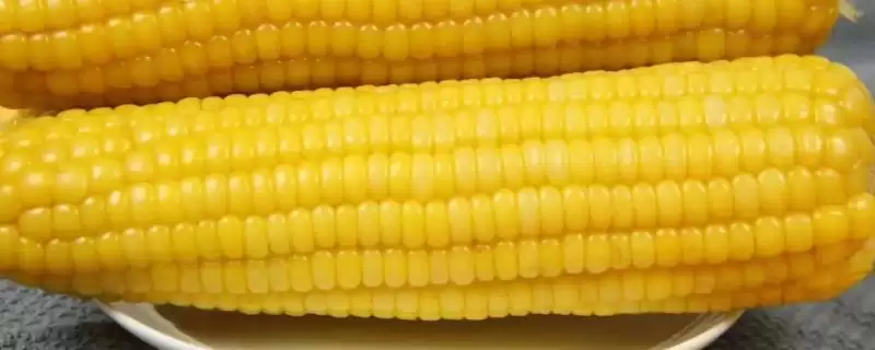 DK1799玉米品种防治地下害虫的关键要点-会东网