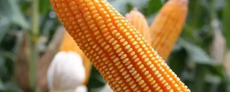 足墒播种的QK161玉米种子，特性是什么？-会东网