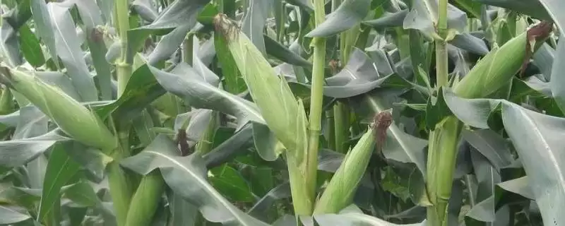 凤田509玉米种简介(凤田509种特性、产量、适宜种植区)-会东网