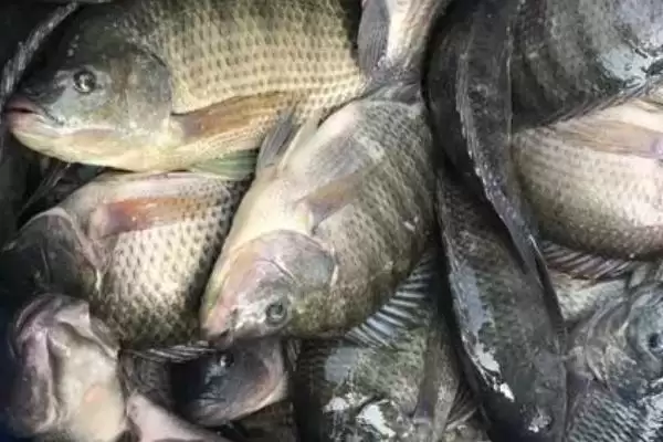 图片[5]-2号伊豆钩钓不超1斤鱼种要点(用2号伊豆钩钓1斤内鱼种需注意哪些关键要点)-会东网