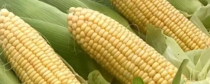 德迪721玉米种子特点(德迪721玉米种子有哪些特点)-会东网