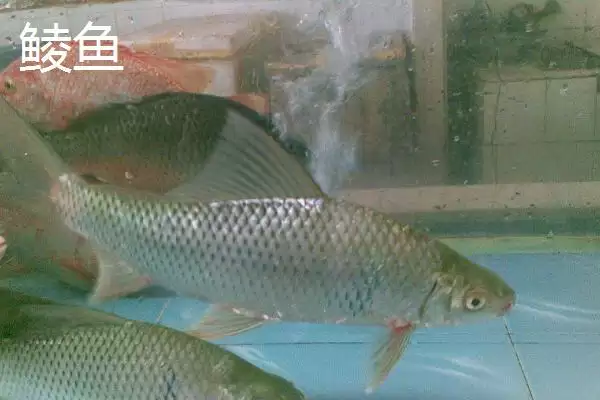 图片[4]-3.0号主线1.5号子线能钓多大鱼(3.0号主线搭配1.5号子线能钓多大的鱼呢)-会东网