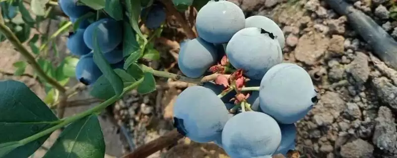奥尼尔蓝莓外观特点(奥尼尔蓝莓外观特点及其在市场上的辨识度和优势)-会东网