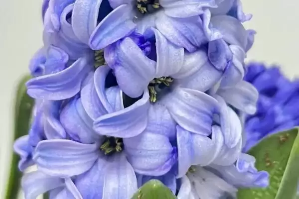 图片[10]-白色花卉养护要点(白色花卉在养护过程中需要注意哪些关键要点)-会东网