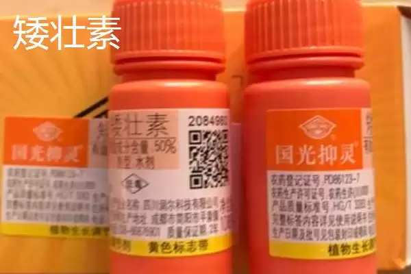 图片[4]-矮壮素与多效唑区别揭秘，矮壮素溶于水多效唑基本不溶原因-会东网