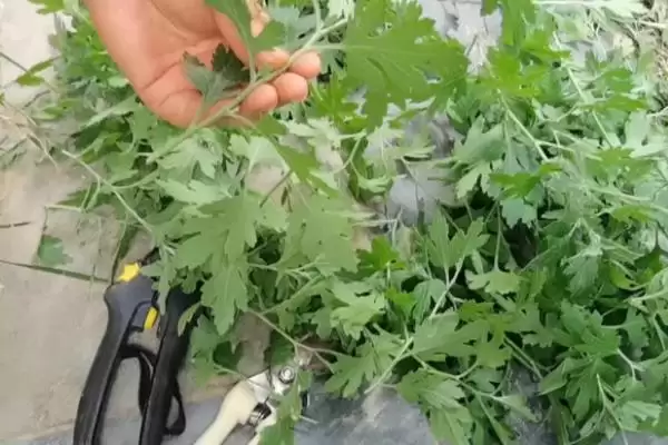 图片[8]-8月上旬对菊花打顶(8月上旬对菊花打顶的作用和操作要点是什么)-会东网