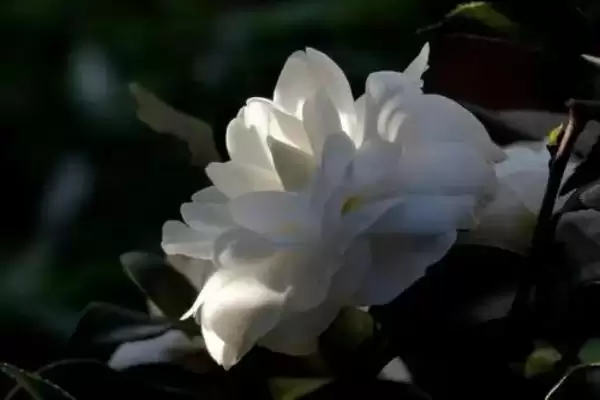 图片[4]-白山茶花文化内涵(白山茶花在文化领域有着怎样独特的内涵和寓意)-会东网