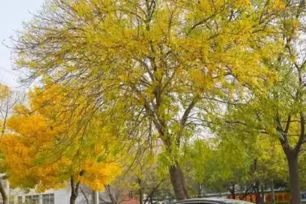 图片[3]-白蜡树价值(白蜡树在经济、生态等方面有着怎样的价值体现)-会东网